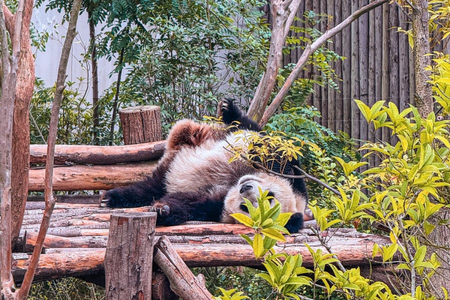 Cute panda rolling upside down in China