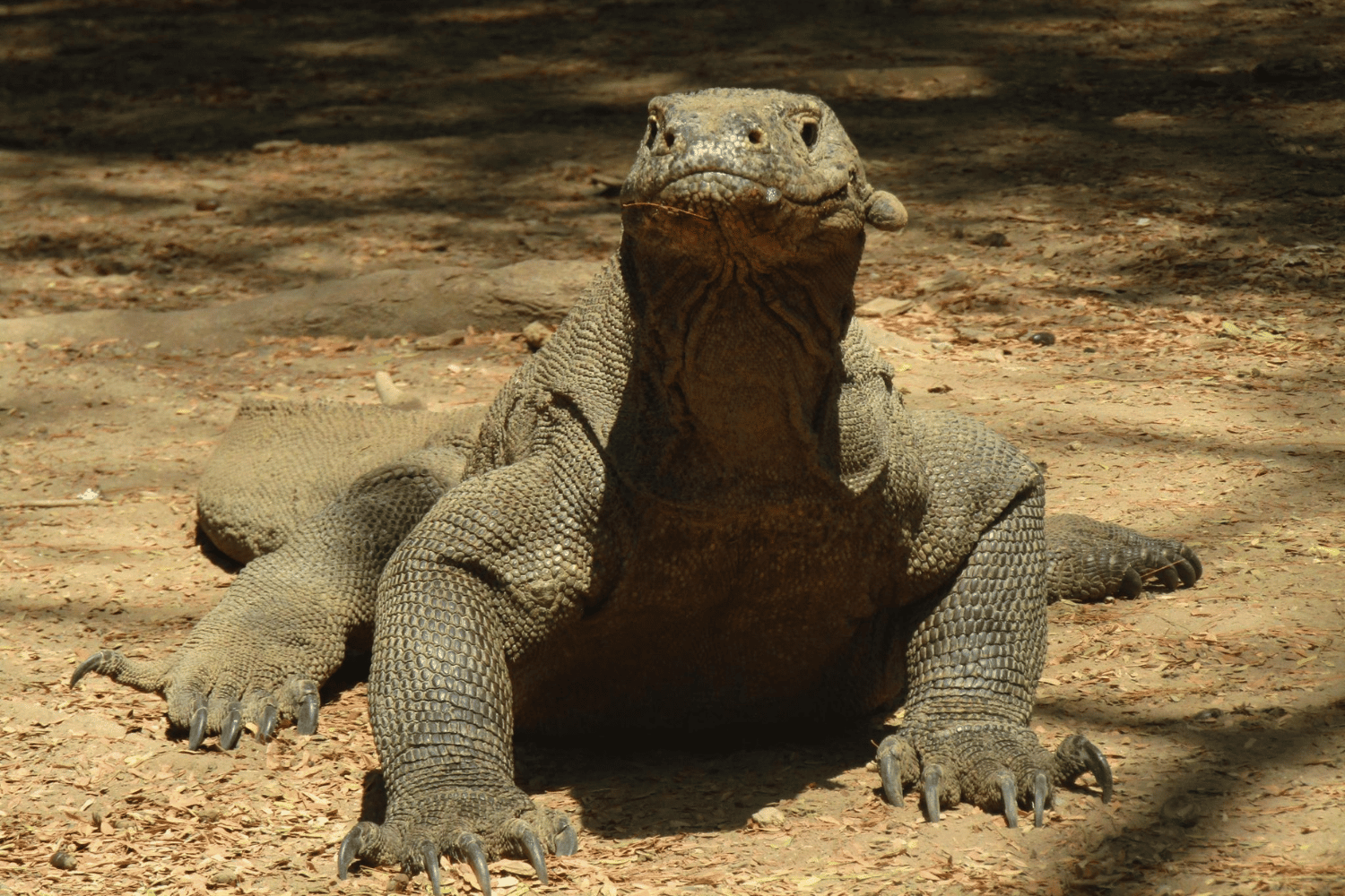 Large Komodo dragon resting on dry leaf litter in shaded woodland