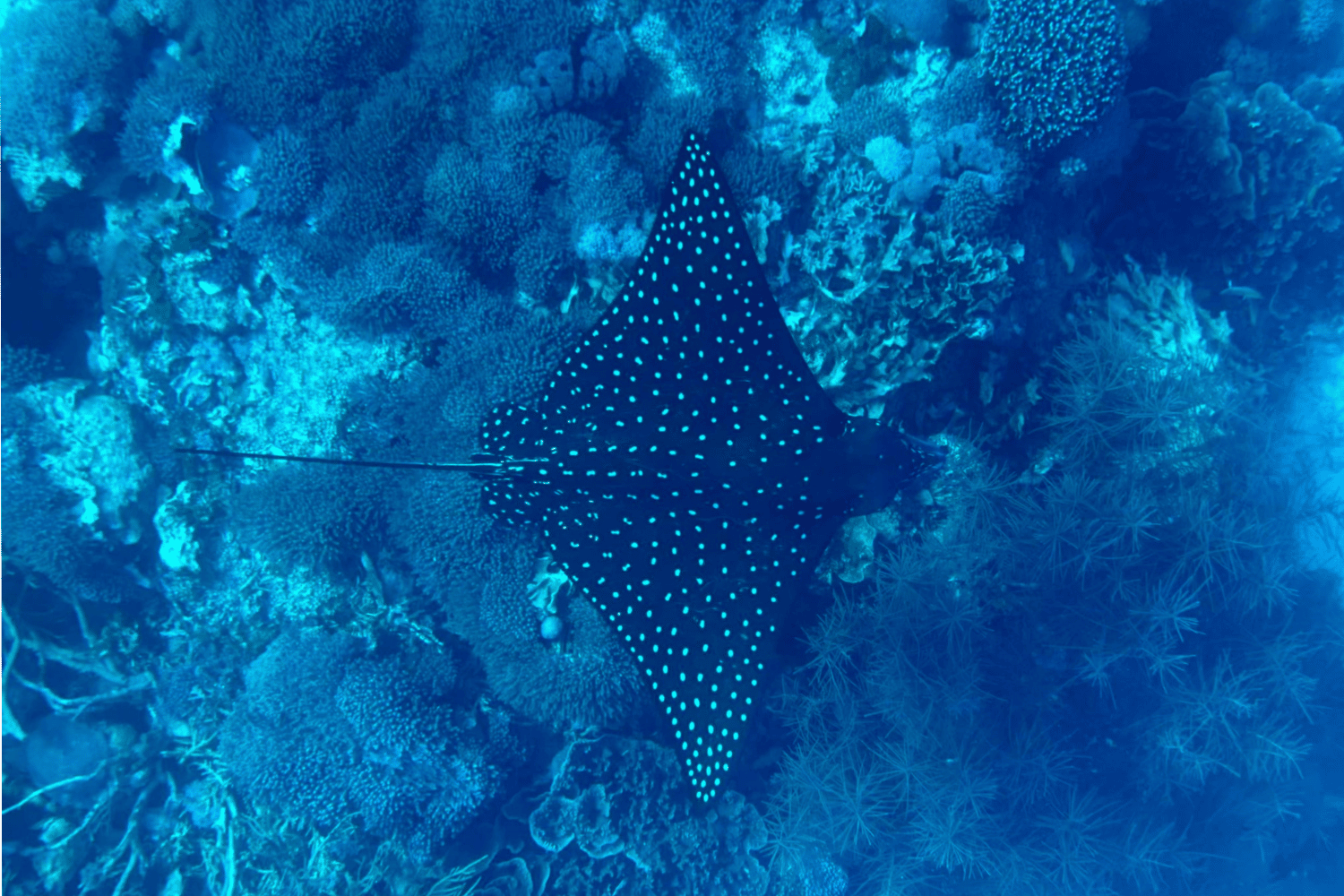 Spotted eagle manta ray gliding over a coral reef underwater in Indonesia
