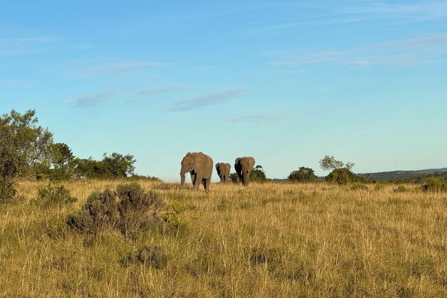 Three elephants walking through tall dry grass under a blue sky