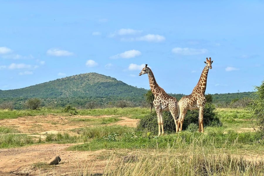 Two giraffes standing on grassland with a hill behind them